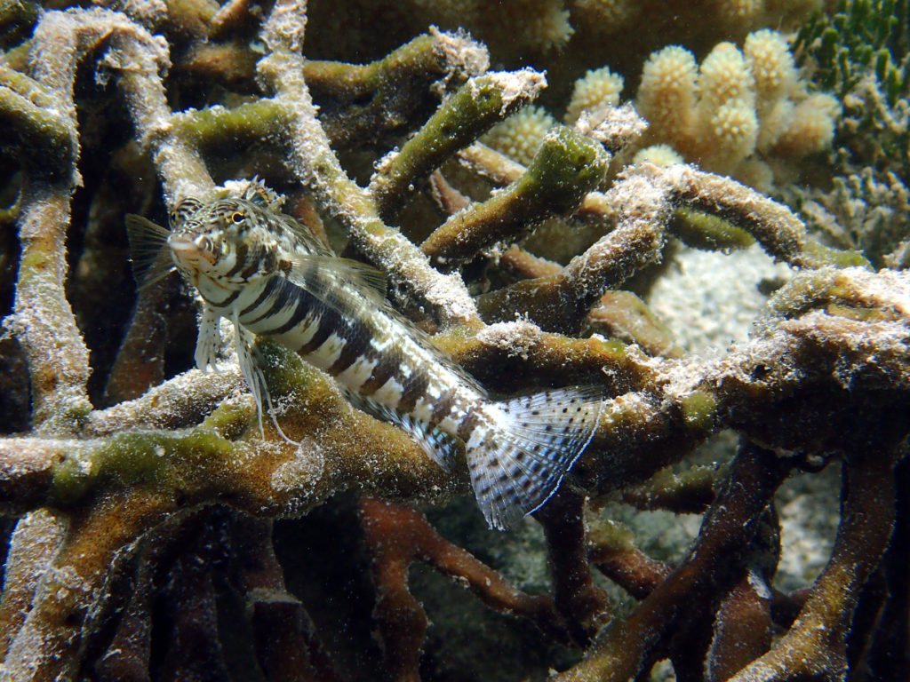 Parapercis snyderi
