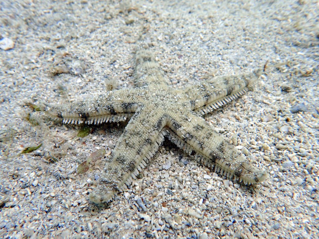 Archaster typicus