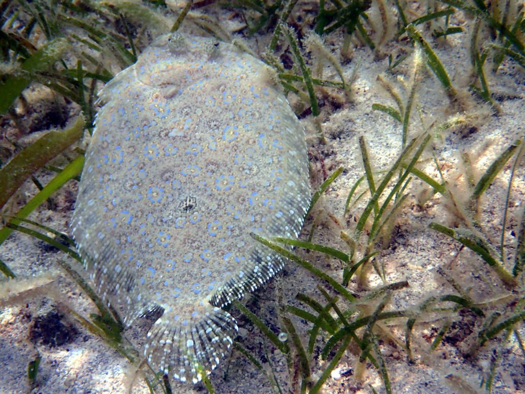 Poisson plat