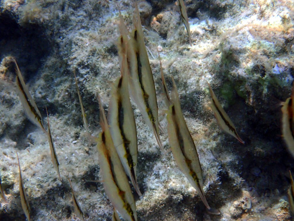 Aeoliscus strigatus
