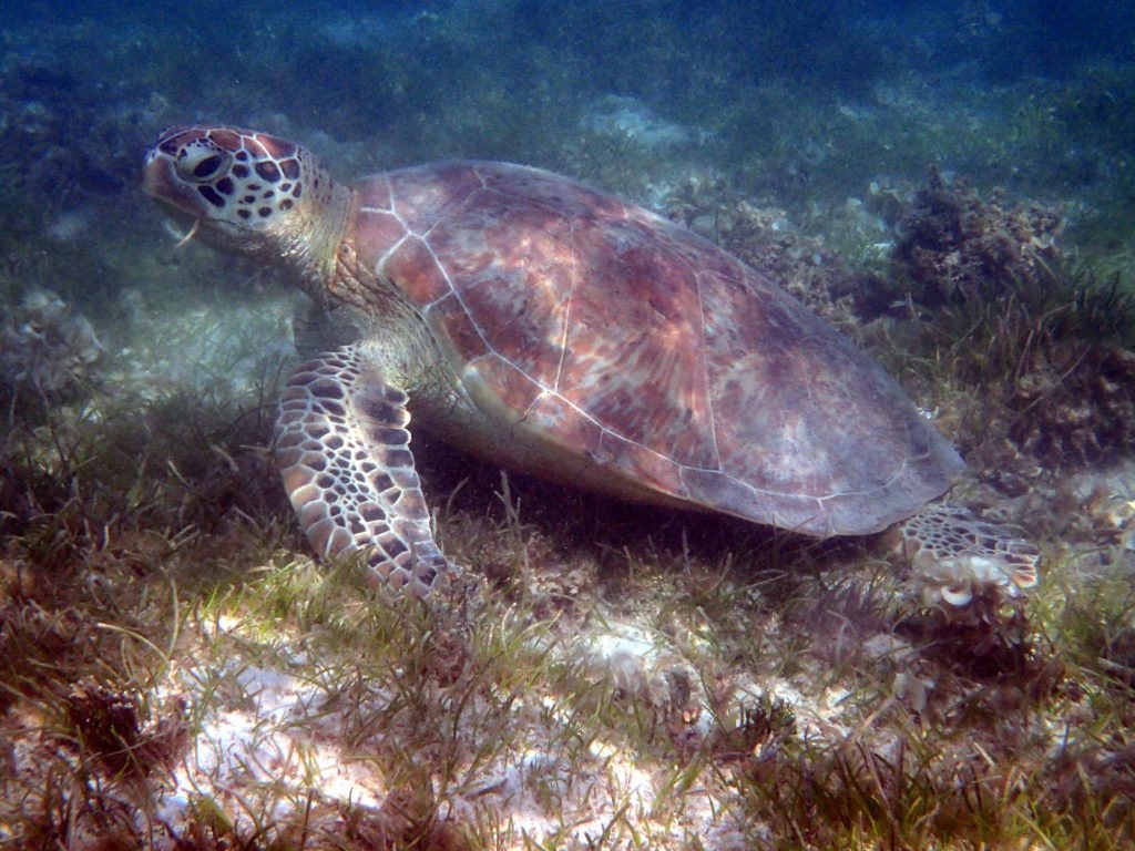 Chelonia mydas (tortue verte)