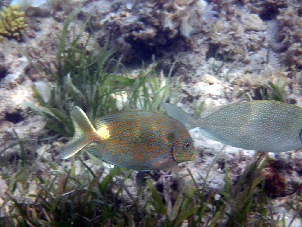 Siganus punctatus