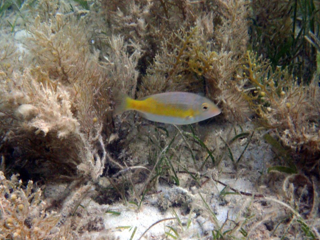 Lethrinus atkinsoni