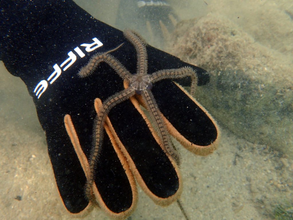 Ophiure