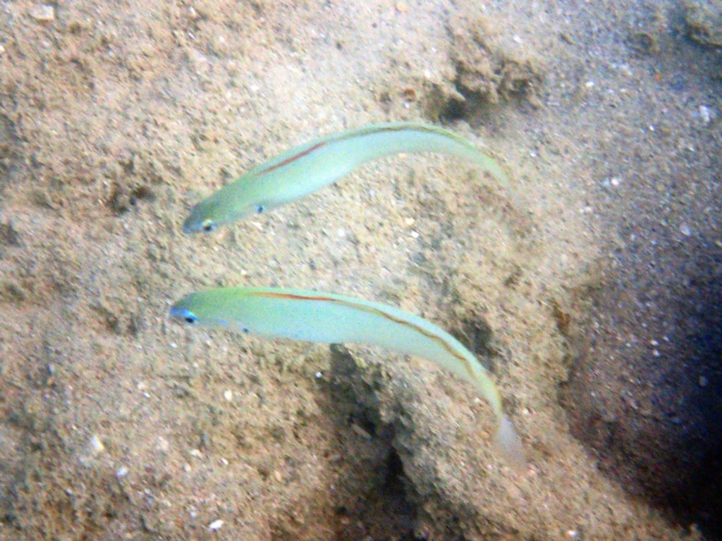Ptereleotris microlepis