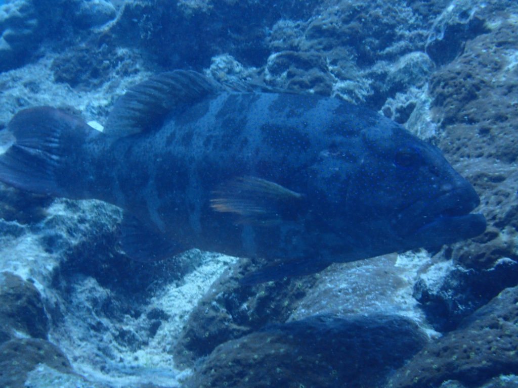 Plectropomus leopardus