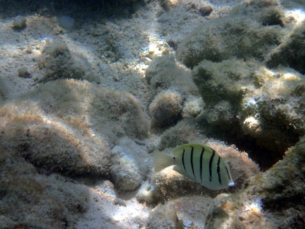 Acanthurus triostegus