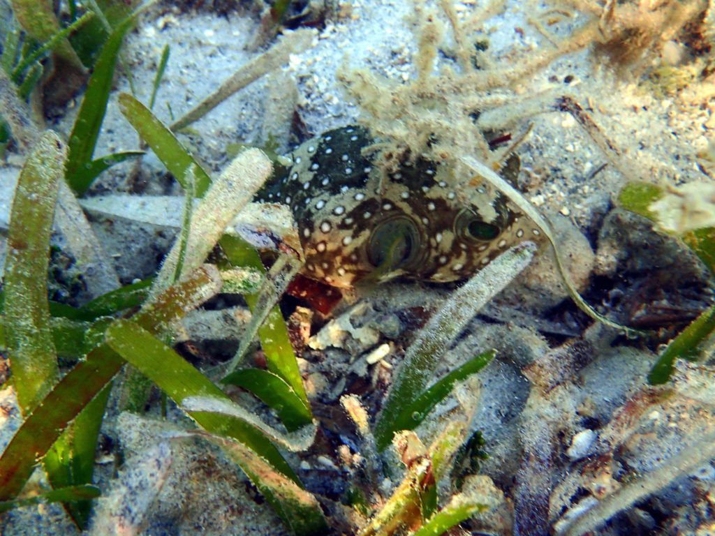 Arothron hispidus