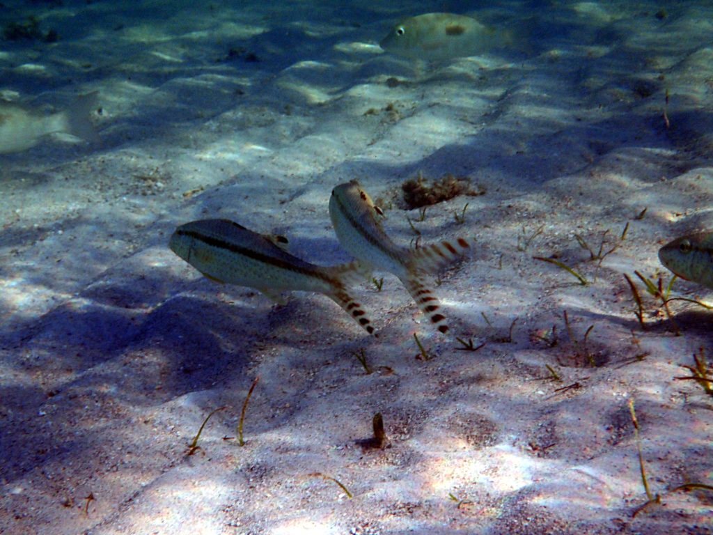 Upeneus tragula