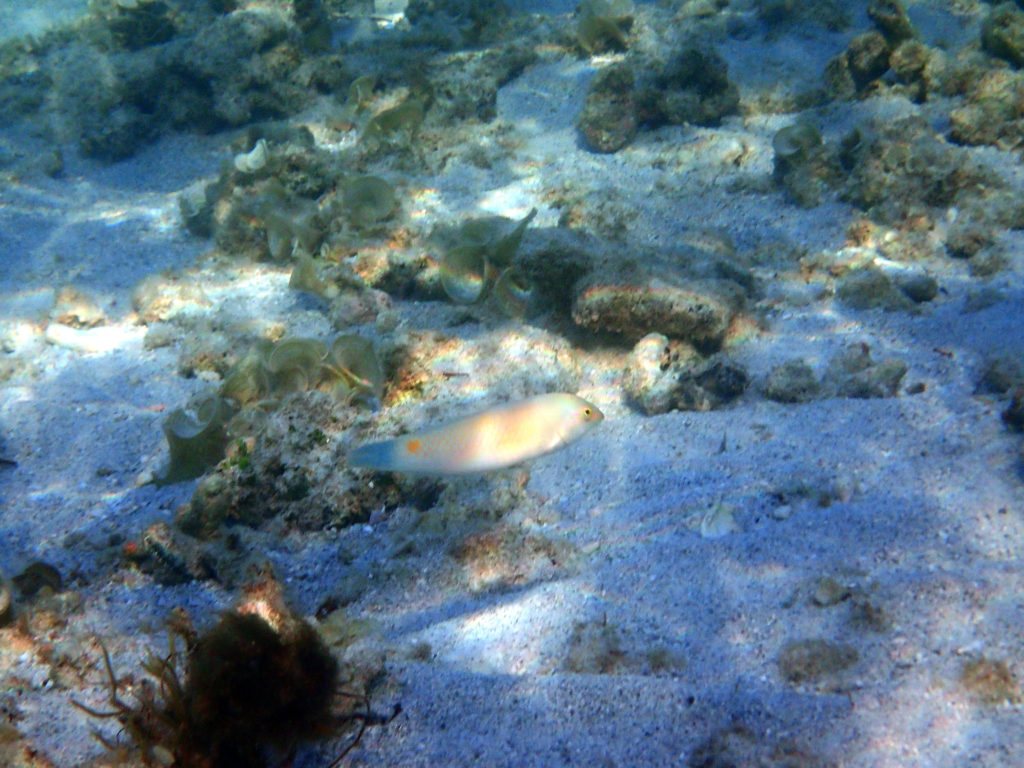 Halichoeres trimaculatus