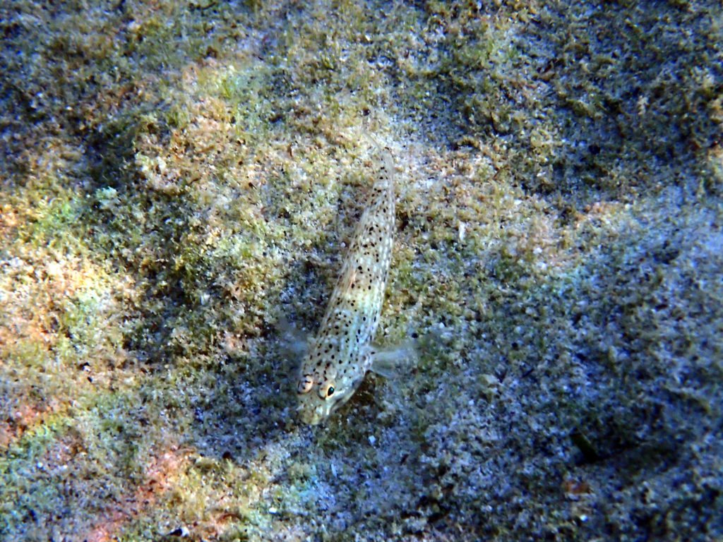 Istigobius decoratus
