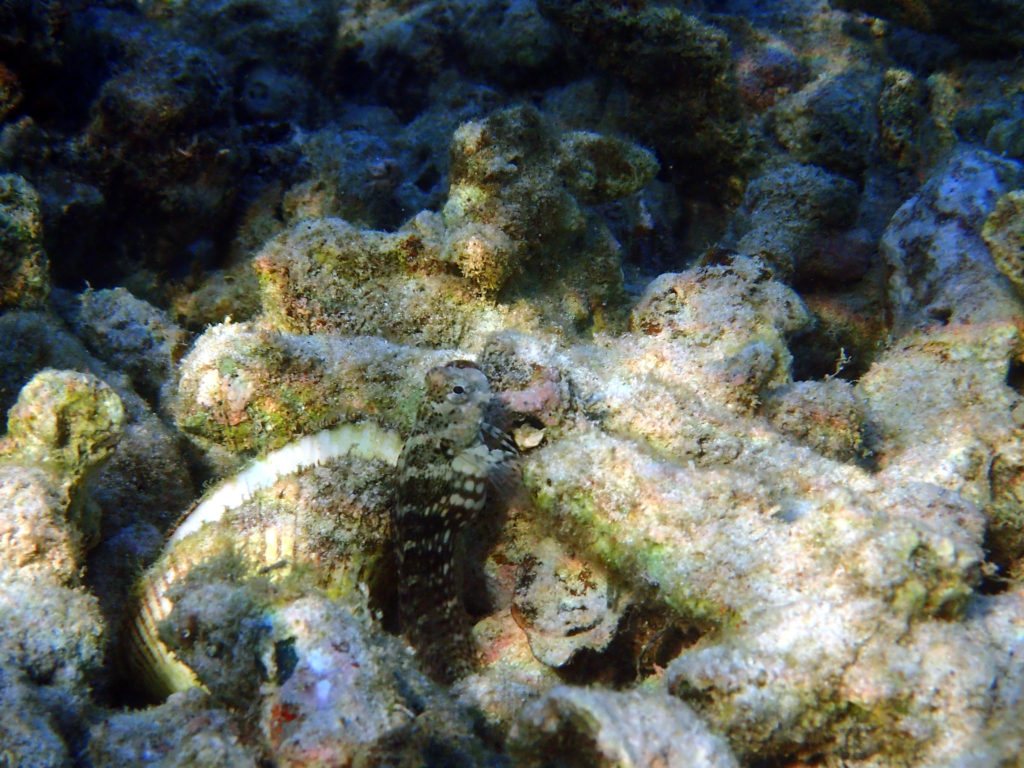 Salarias fasciatus