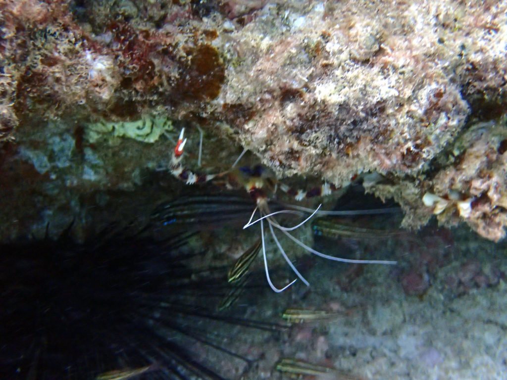 Stenopus hispidus