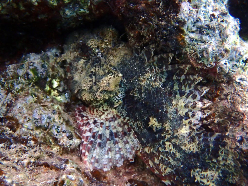 Scorpaenodes kelloggi
