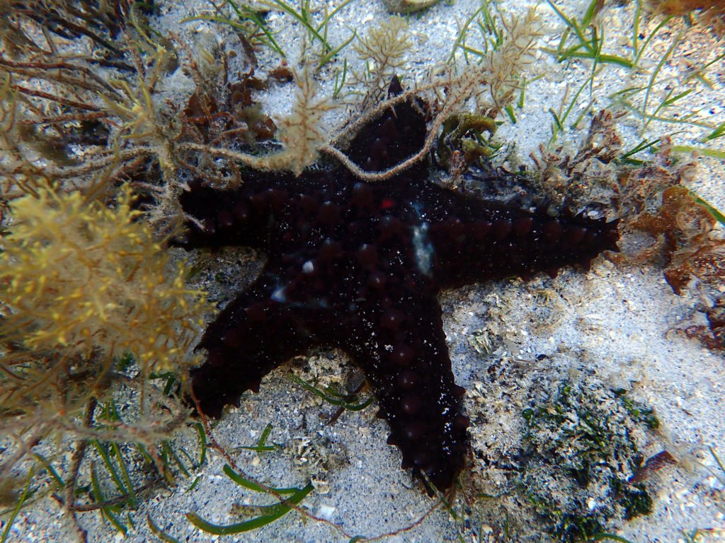 Pentaceraster alveolatus