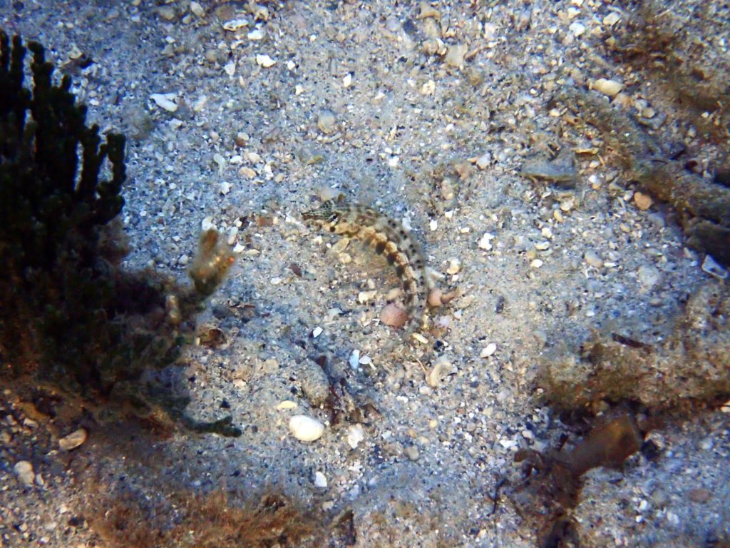 Parapercis australis