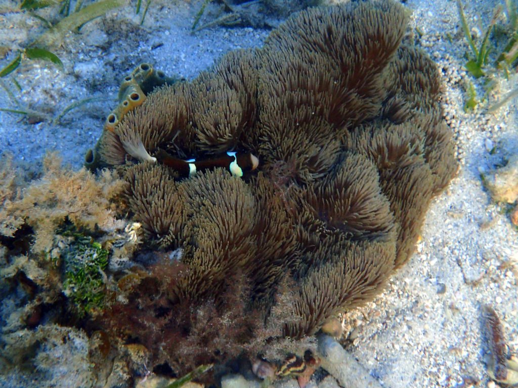 Amphiprion akindynos