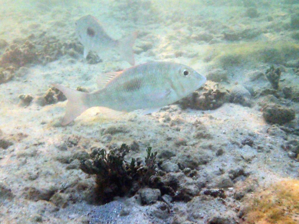 Lethrinus harak