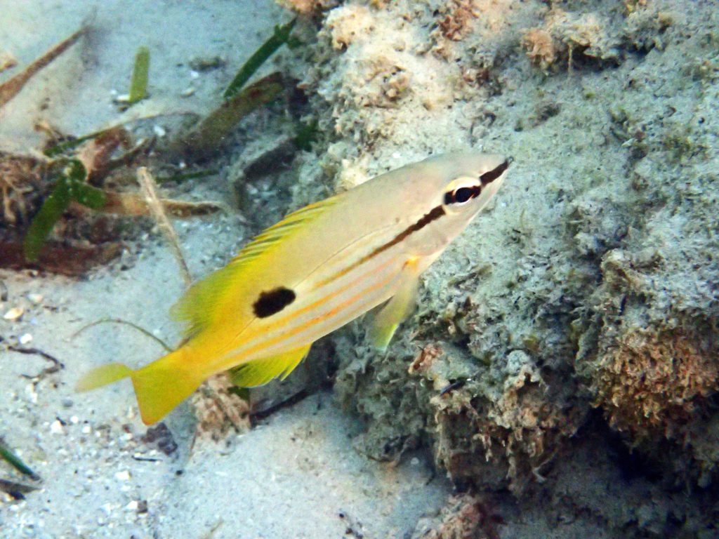 Lutjanus fulviflamma