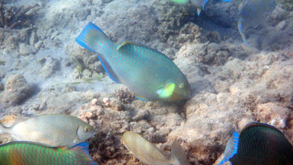 Scarus rivulatus