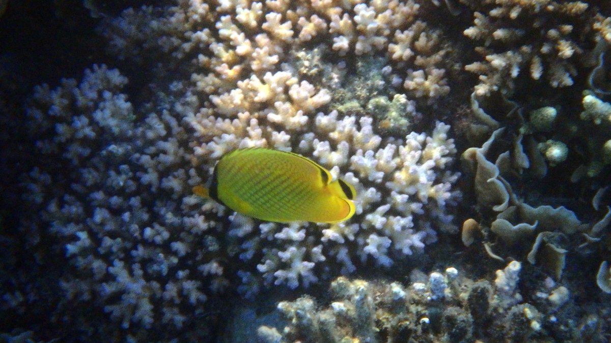 Chaetodon rafflesi