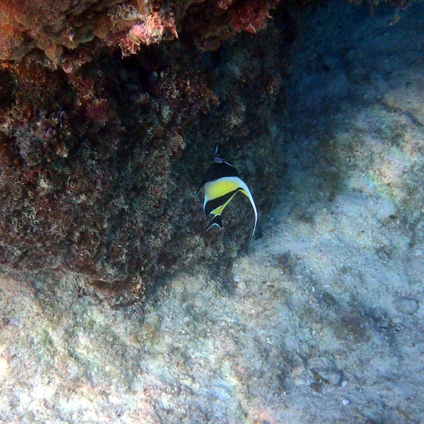 Zanclus cornutus