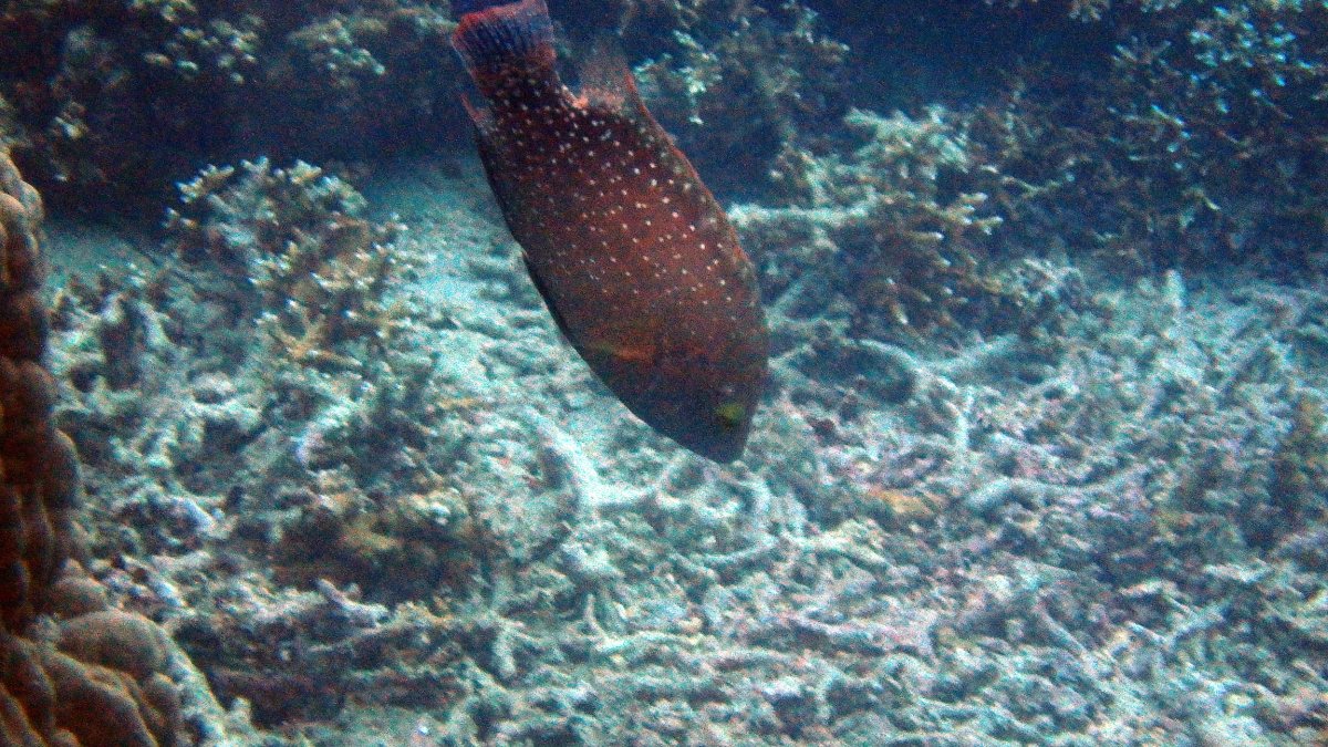Cheilinus chlorourus