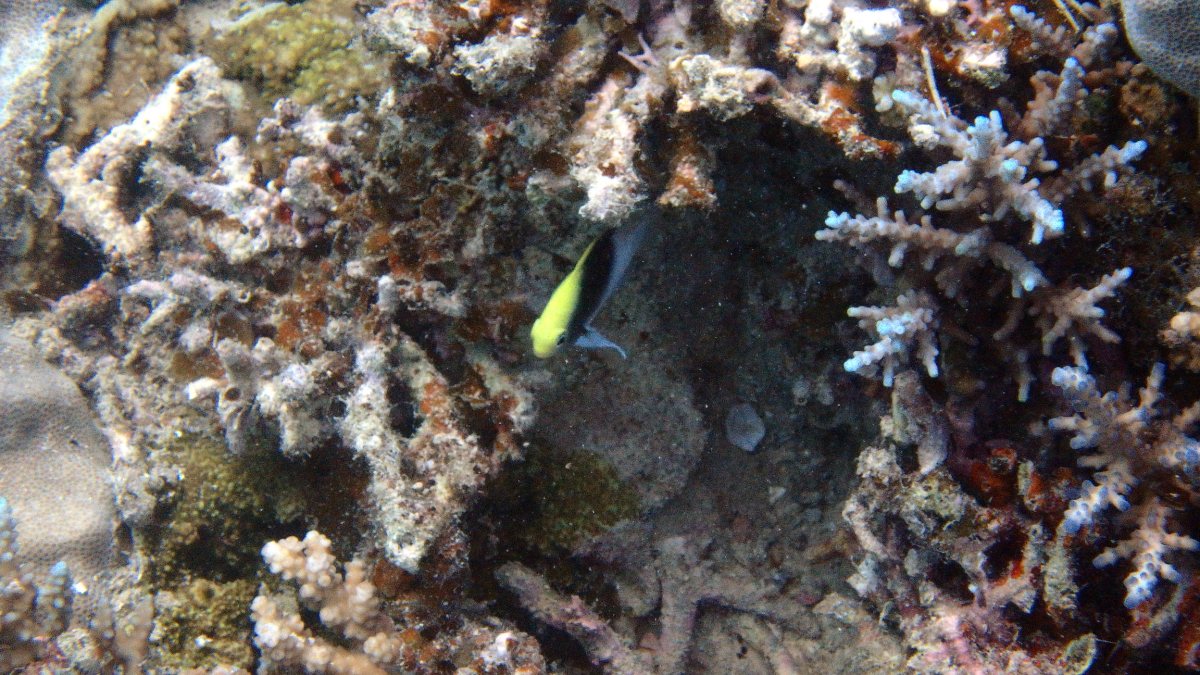 Chrysiptera rollandi