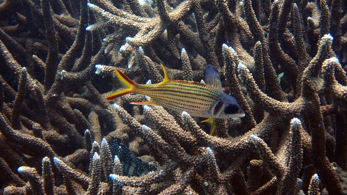 Neoniphon sammara