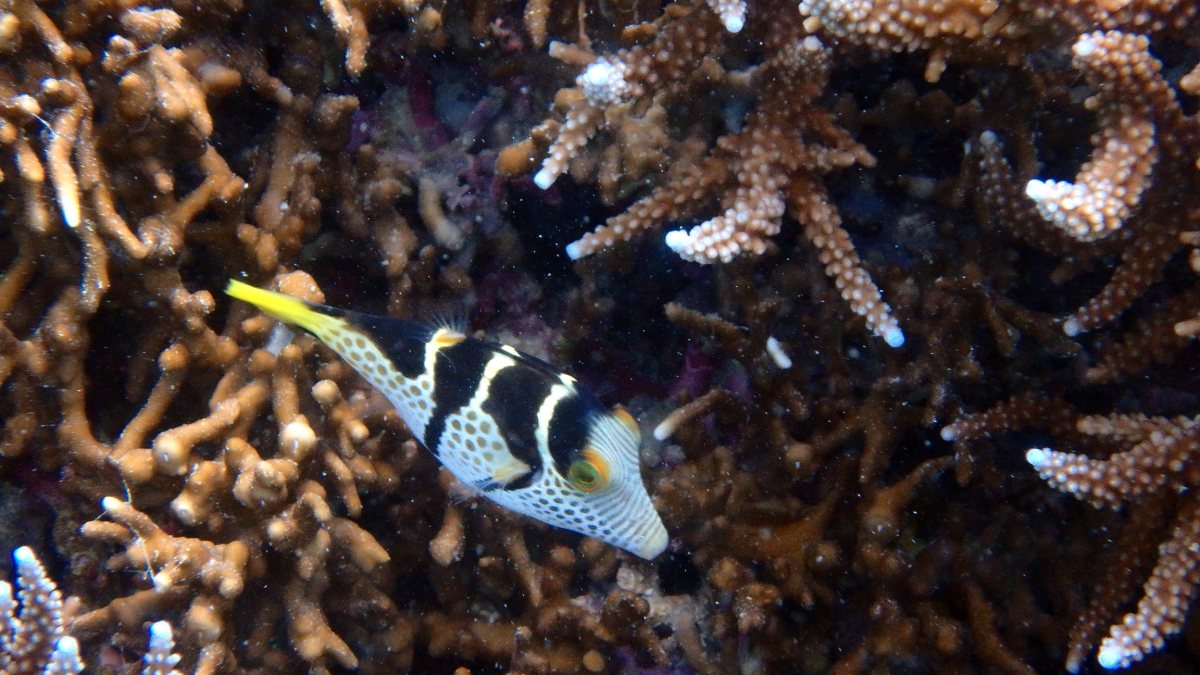 Canthigaster valentini