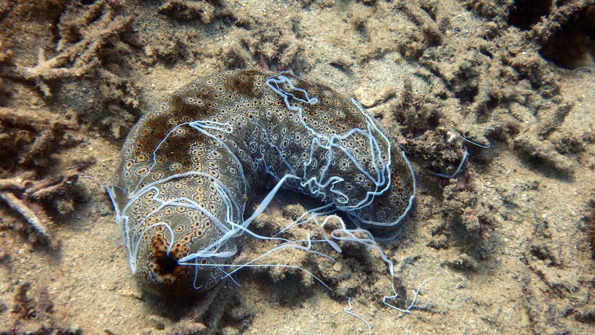 Bohadschia argus