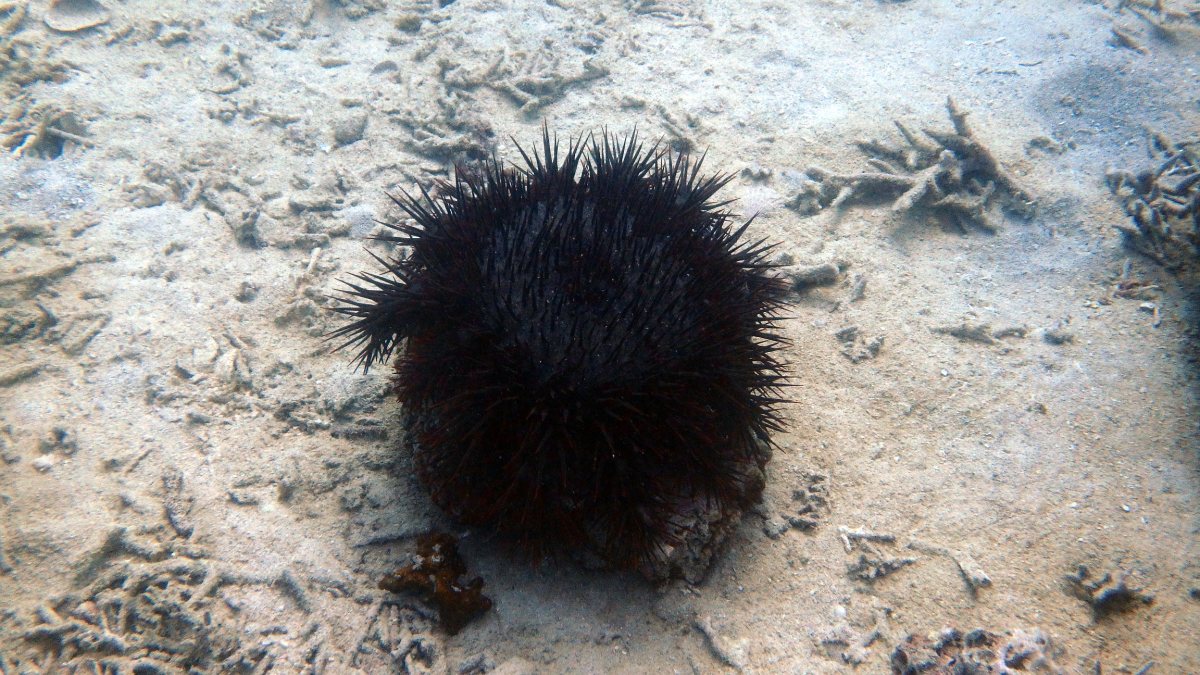 Acanthaster planci