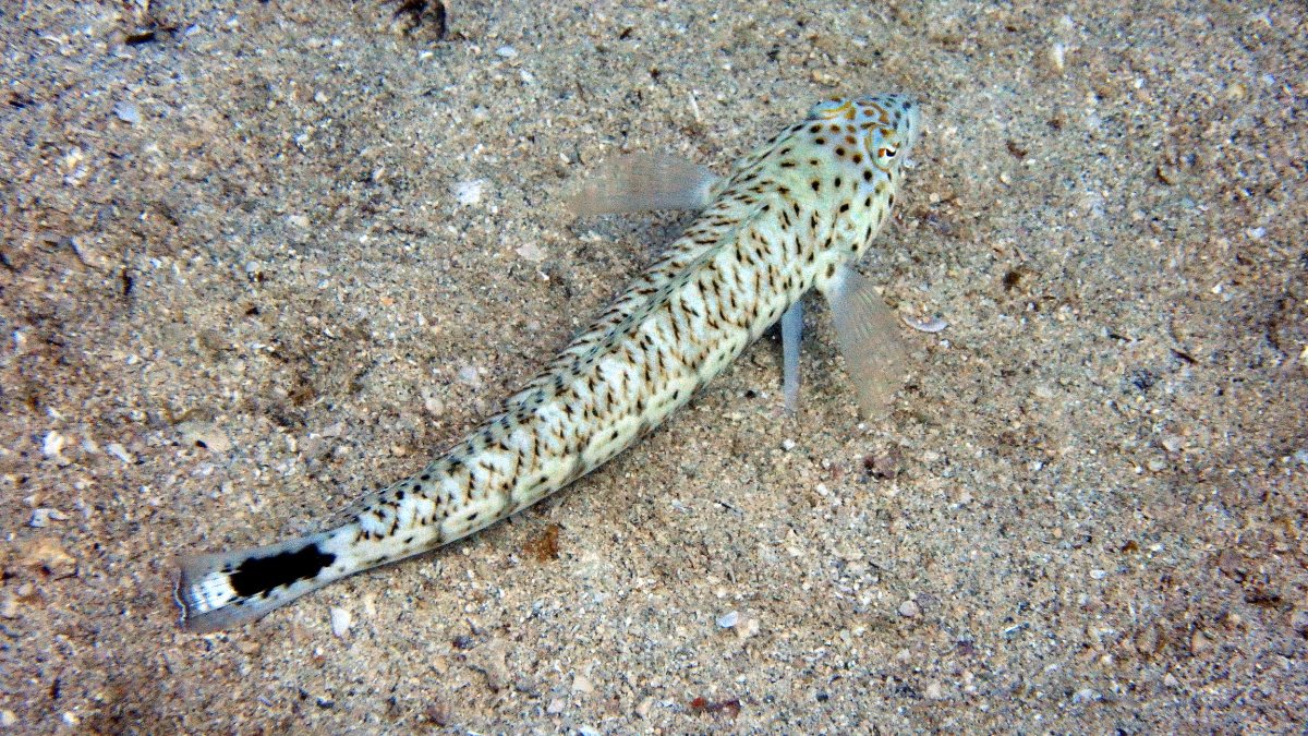 Parapercis hexophtalma