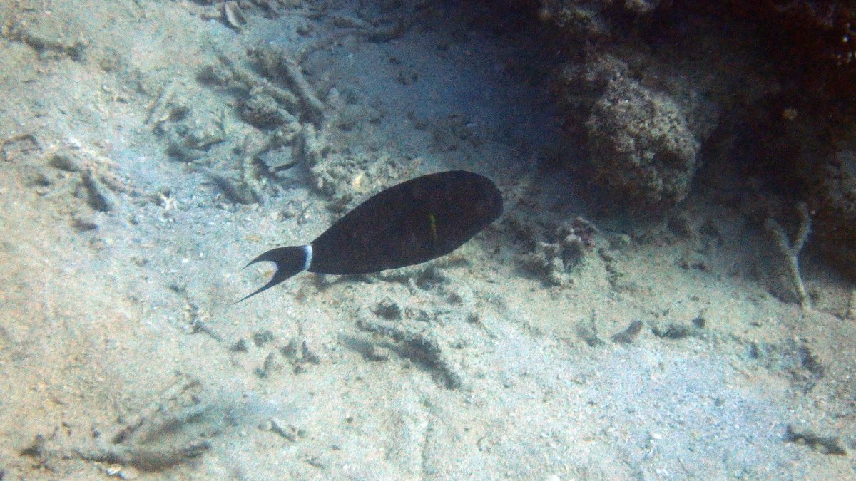 Acanthurus blochii