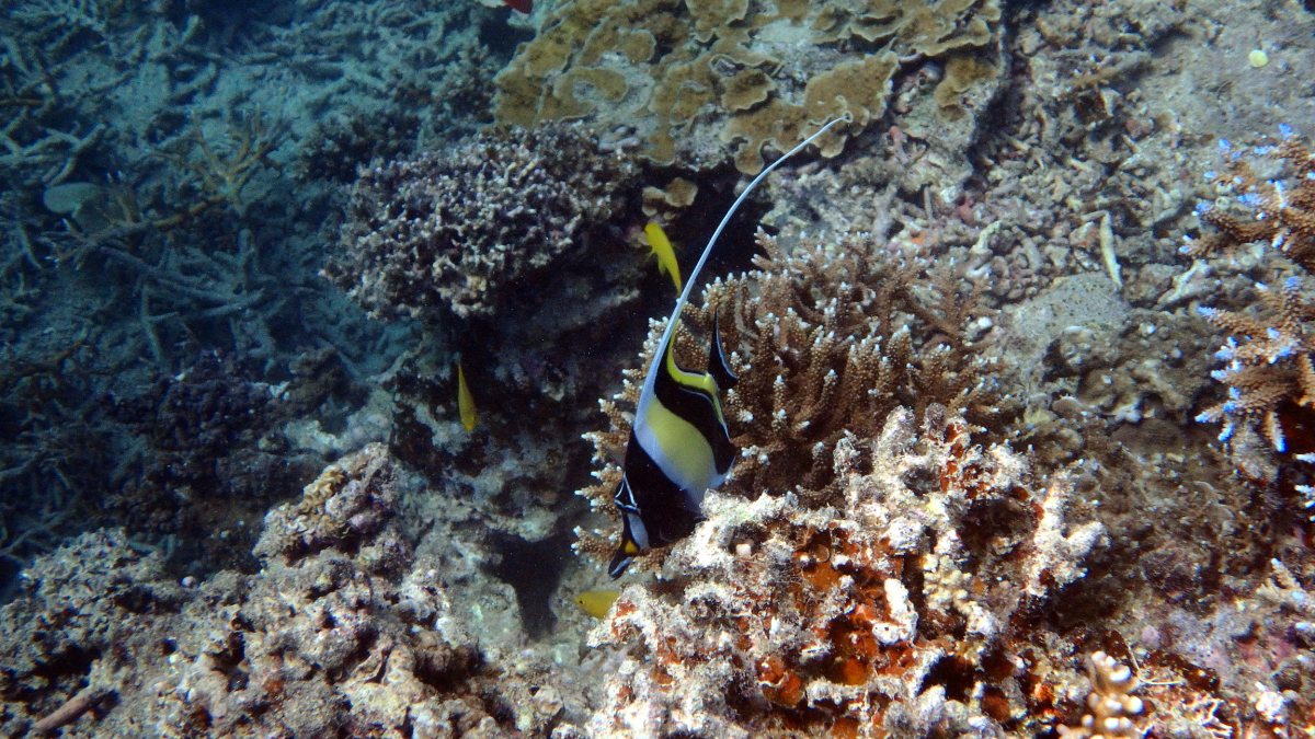 Zanclus cornutus