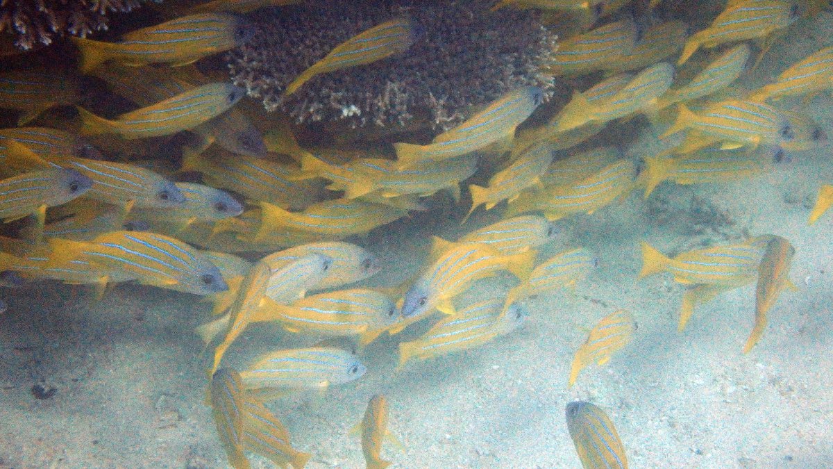 Lutjanus kasmira