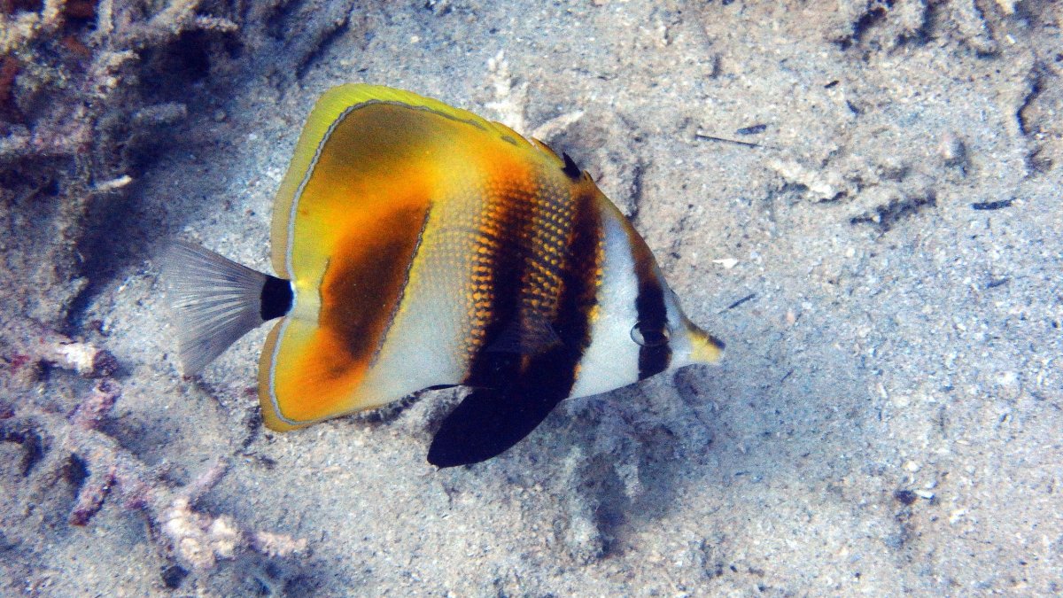 Coradion altivelis