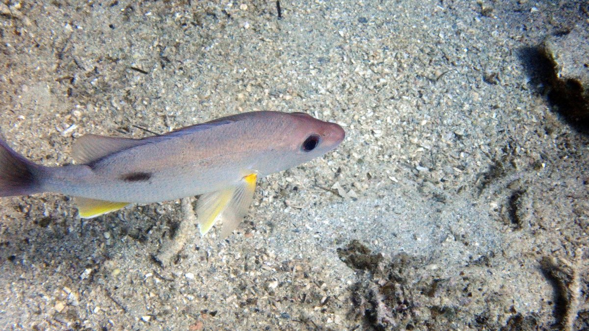 Lutjanus fulvus
