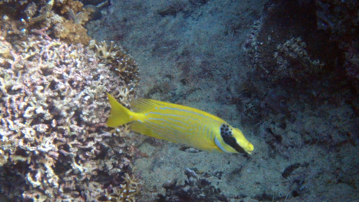 Siganus puellus