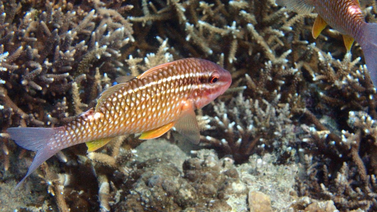 Parupeneus ciliatus