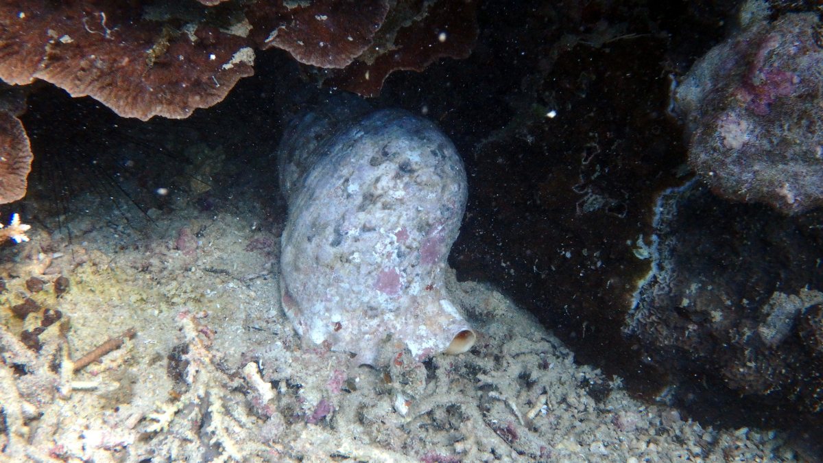 Mollusques