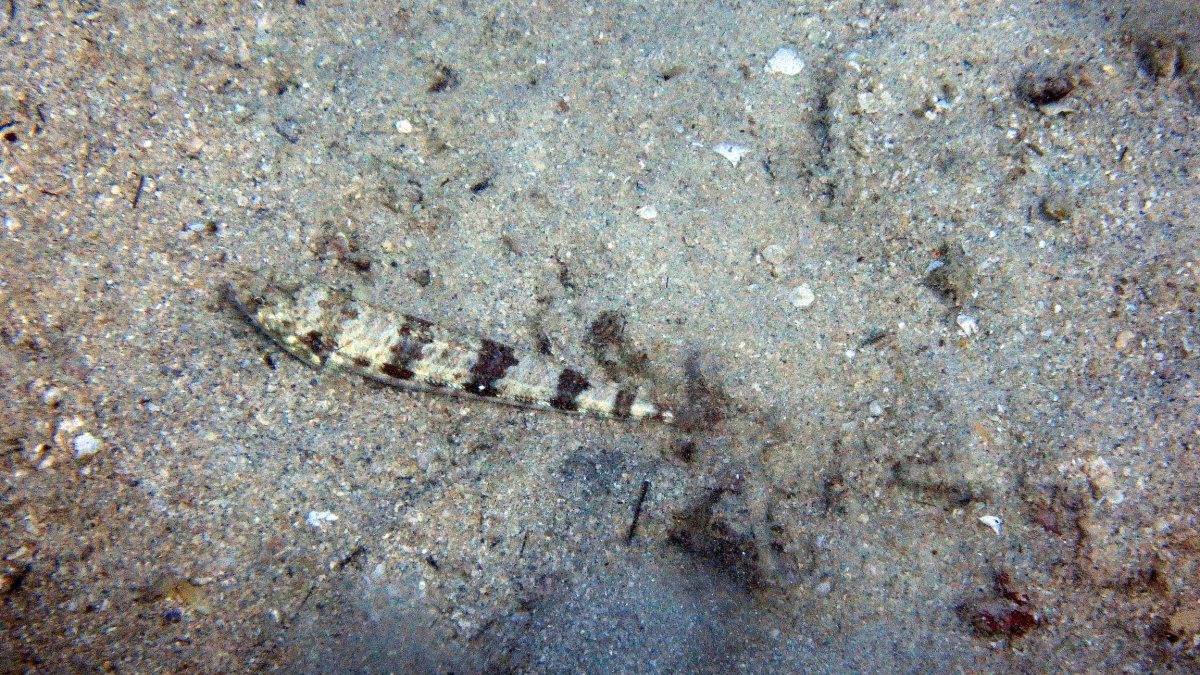 Synodus variegatus