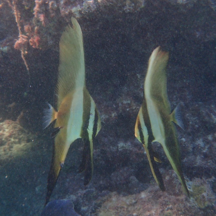 Platax orbicularis