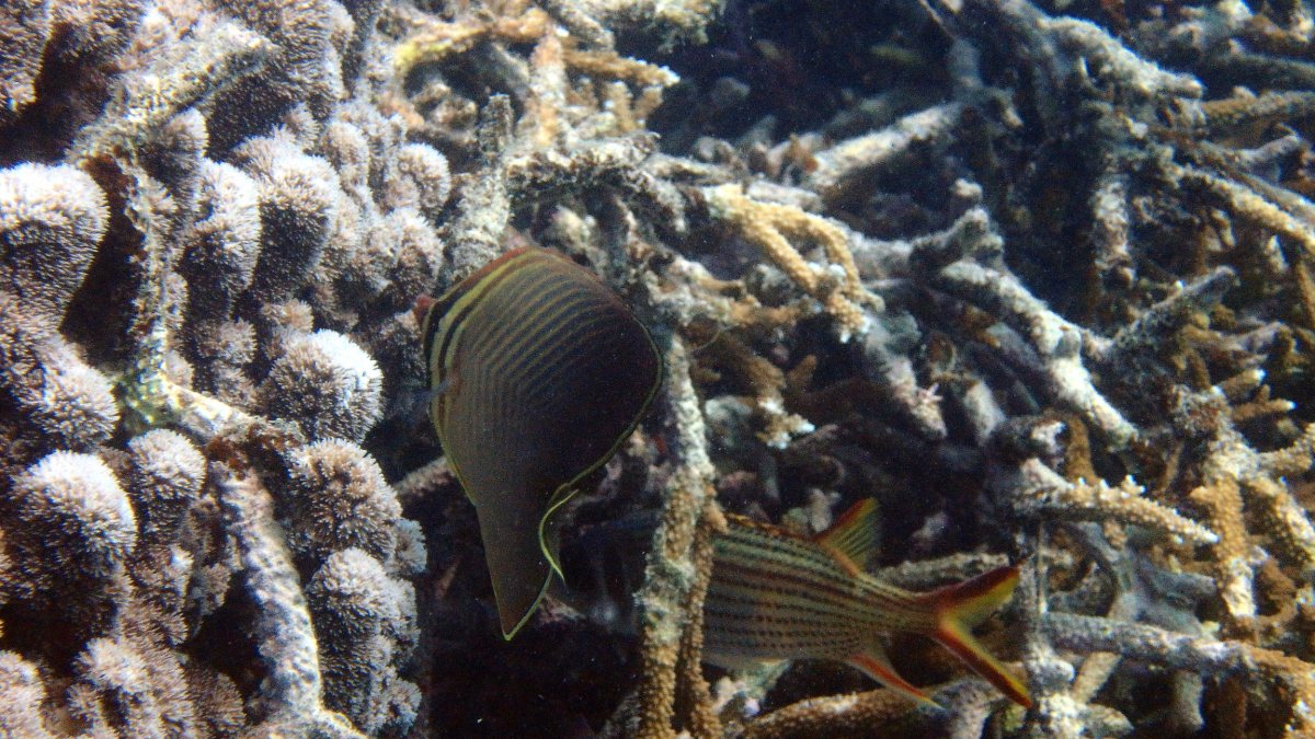 Chaetodon baronessa