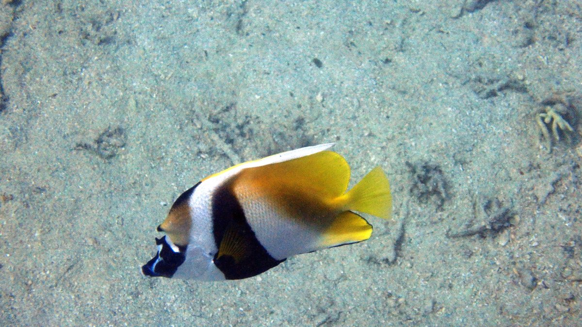 Heniochus monoceros