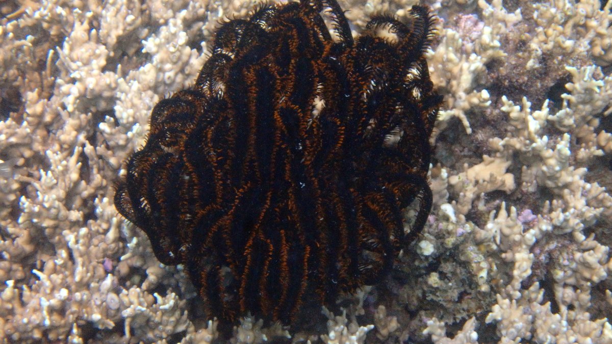 Anneissia (Oxycomanthus) bennetti