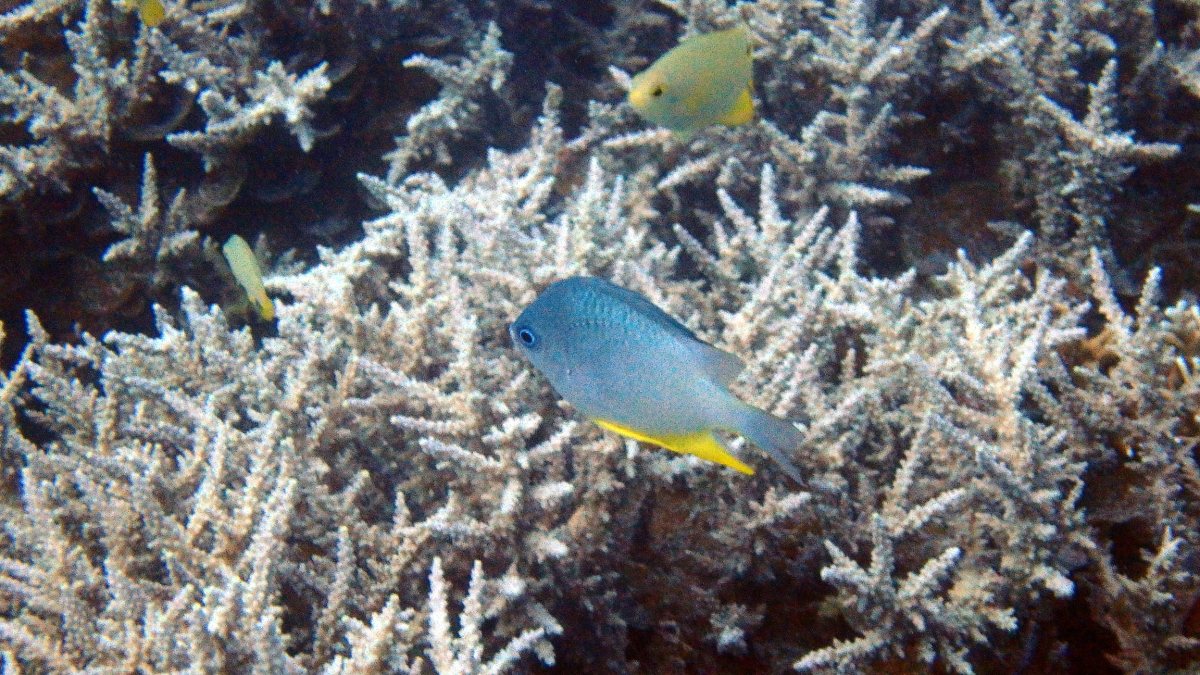 Amblyglyphidodon orbicularis