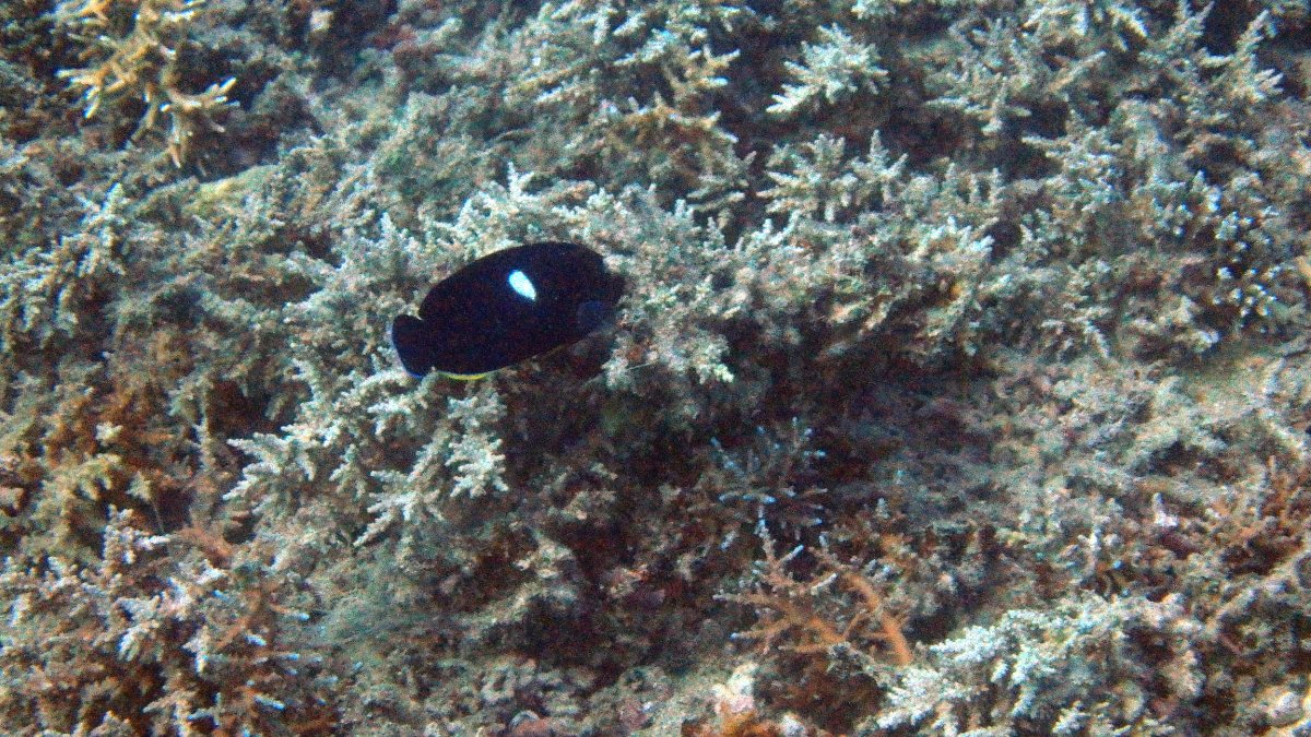 Centropyge tibicen