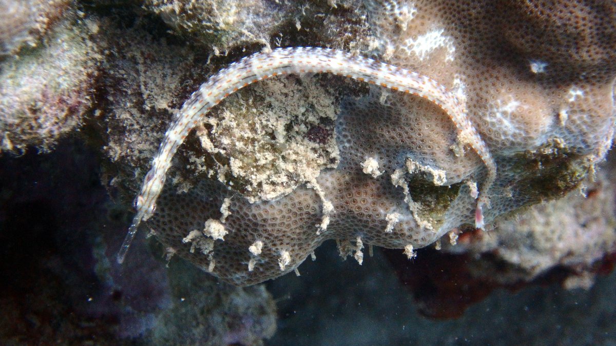 Corythoichthys ocellatus