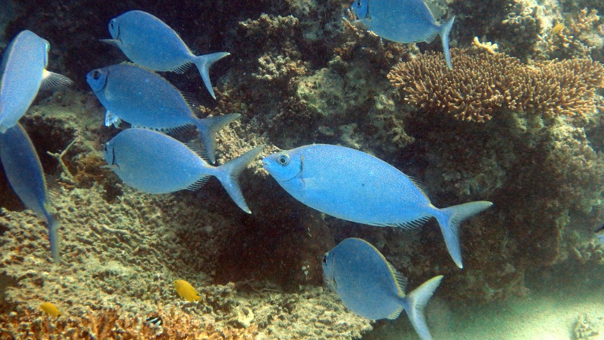 Siganus fuscescens